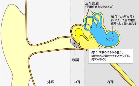 外耳-内耳のイラスト解剖図