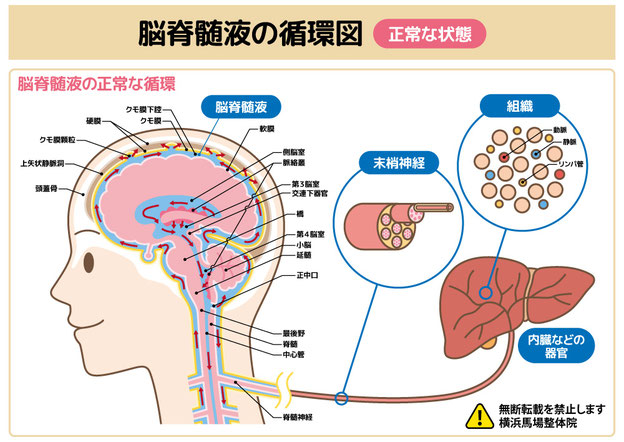 脳脊髄液の循環図（正常な状態）